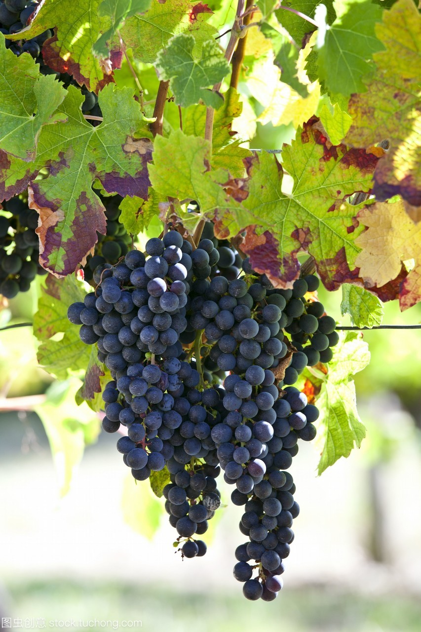 在法國波爾多地區的fontcaillebellevue的一棵古老的葡萄藤上,成熟的梅洛葡萄